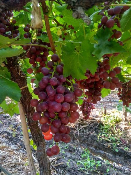 Fresh Flame Grapes