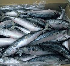 Frozen Mackerel Fish, for Cooking, Food, Human Consumption, Making Medicine, Making Oil, Packaging Type : Carton Box
