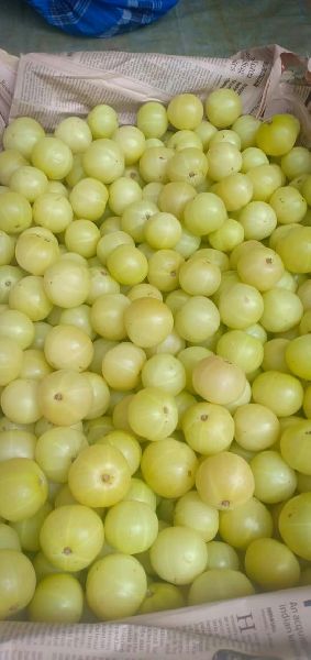 Amla, Color : Green, Light Green