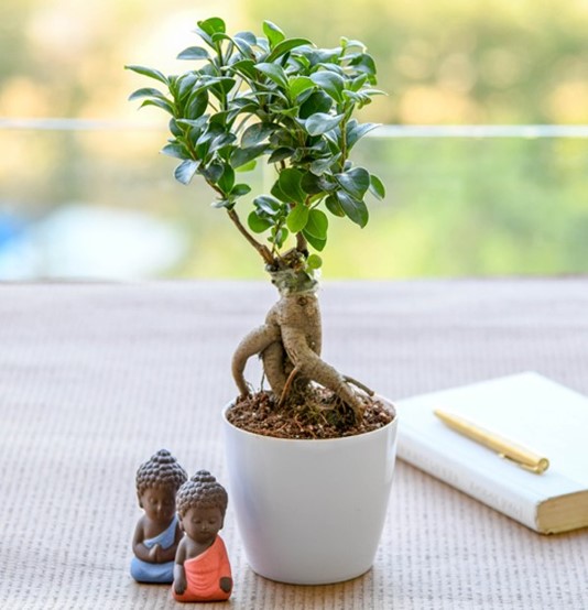 Natural ficus bonsai, for Nursery Use, Plantation, Age Group : 0-1Yr, 1-2Yrs