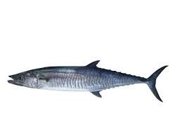 Mackerel Fish