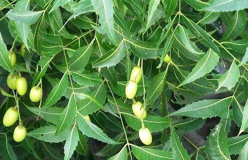 Neem Leaves