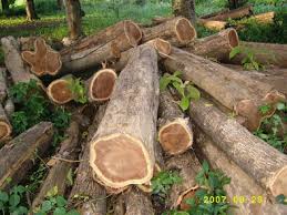 Non Polished Wood Log, for Boats, Door, Making Furniture, Feature : High Strength, Quality Tested