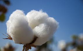 Polyethene cotton, Purity : 99% Purity