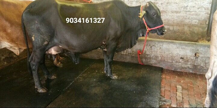 Black Sahiwal Cow, for Dairy Use, Farming Use, Feature : 8-18liter/day