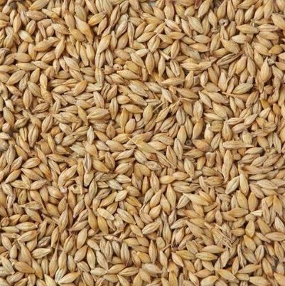 Common Barley Seeds