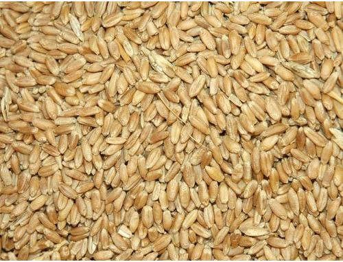 Dried Wheat Seeds, for Flour, Purity : 99%