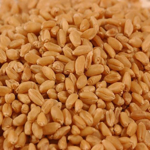 Natural Wheat Seeds, Purity : 99%