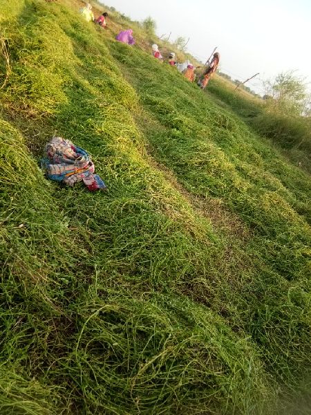 Organic Brahmi Leaves