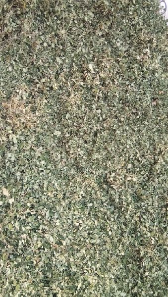 Organic Dried Moringa Leaves, for Cosmetics, Medicine, Packaging Size : 25 kg