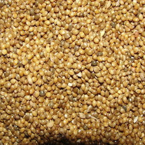 Organic Millet Seeds, for Cattle Feed, Style : Natural