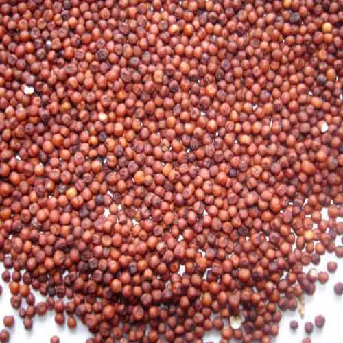 Organic Ragi Seeds, for Cooking, Style : Natural