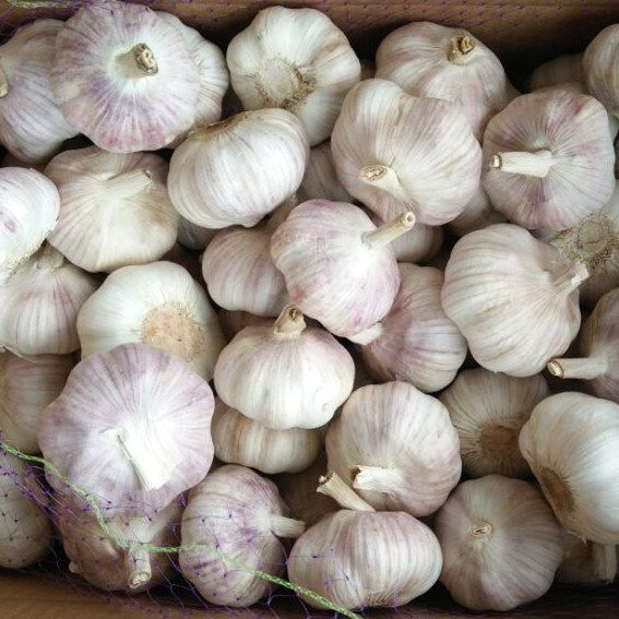 Garlic
