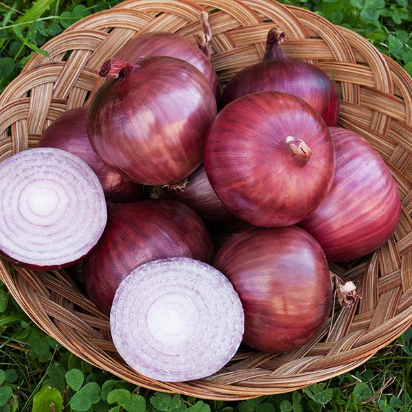 fresh onion