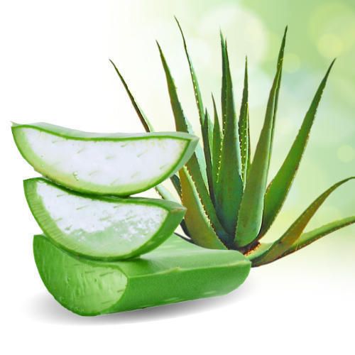 Organic Aloe Vera Baby Plants, for Medicine, Personal, Beauty, Feature : Easy To Grow, Good Quality