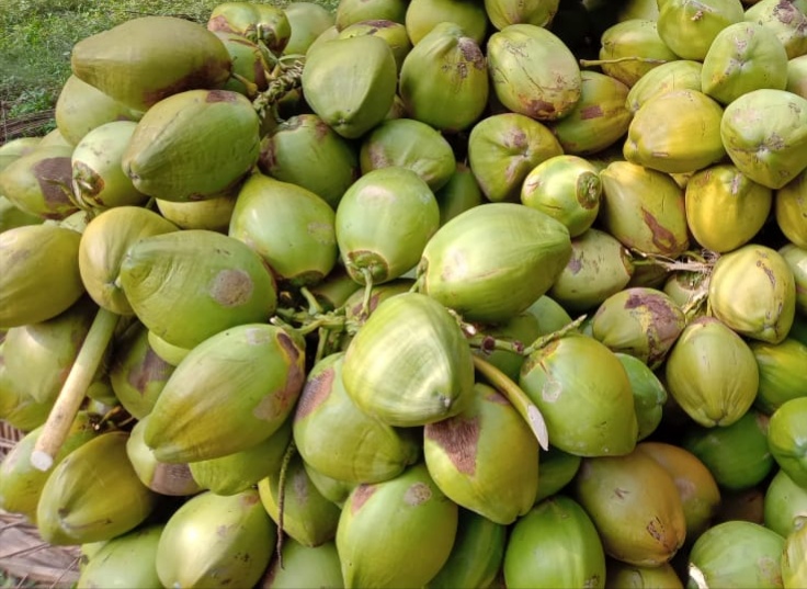 Organic green coconut, for Pooja