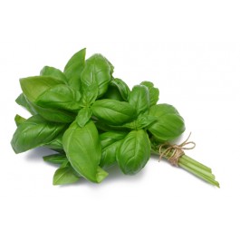 Fresh Basil Leaves