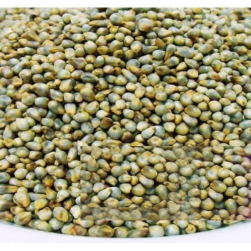 Organic Pearl Millet Seeds