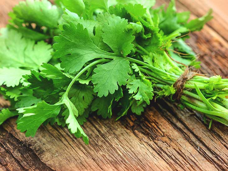 Fresh Cilantro