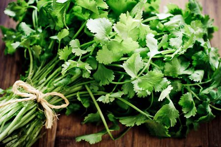 fresh coriander leaves