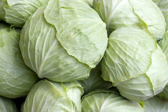Fresh Green Cabbage 