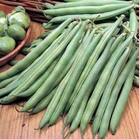 Organic Phaseolus Vulgaris