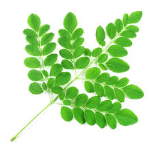 Organic Natural Moringa Leaves, for Cosmetics, Medicine, Color : Green