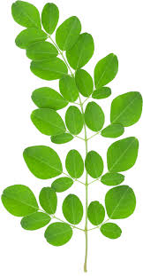 Organic Moringa Leaves, for Cosmetics, Medicine, Color : Green