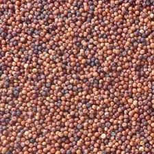 Organic Dry Ragi Seeds, for Cattle Feed, Cooking