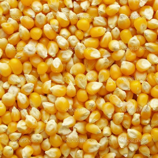 Fresh Yellow Maize, for Animal Feed, Human Food