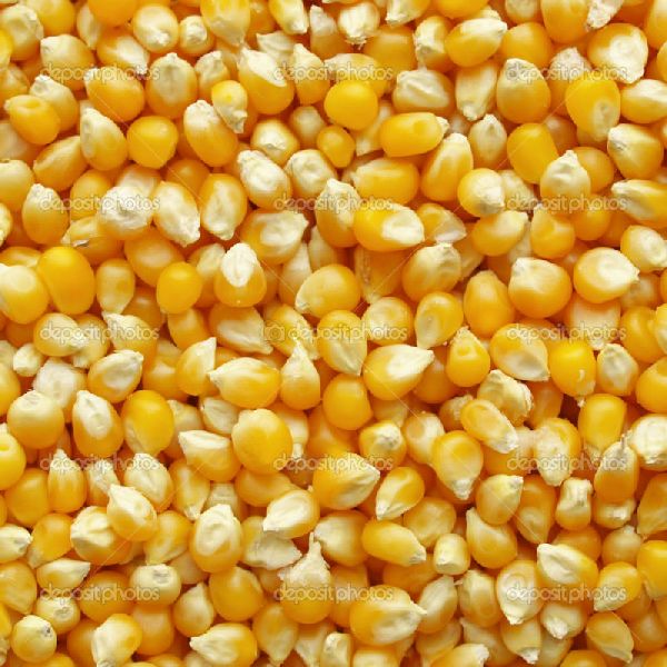 Fresh Yellow Maize