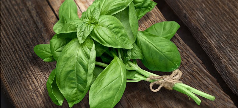 Natural Basil Leaves, for Culinary, Medicinal, Feature : Reliable Performance, Safe Usage High