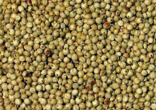 Organic Natural Jowar Seeds, for Human Consumption, Animal Feed, Feature : Easy To Digest, High In Protein