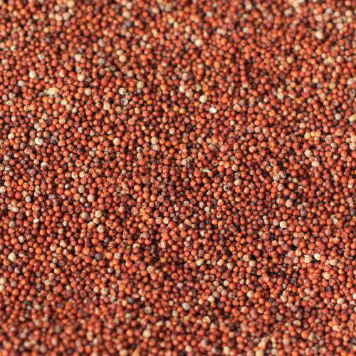 Natural Ragi Seeds, for Cattle Feed, Cooking
