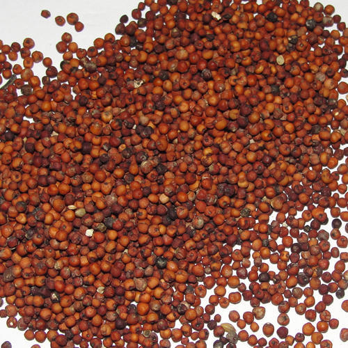 Organic Ragi Seeds, for Cattle Feed, Cooking, Feature : Non Harmful