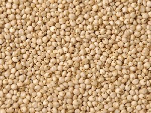Organic Whole Jowar Seeds, for Agriculture, Cooking