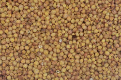 Organic Yellow Jowar Seeds, for Animal Feed, Human Consuption