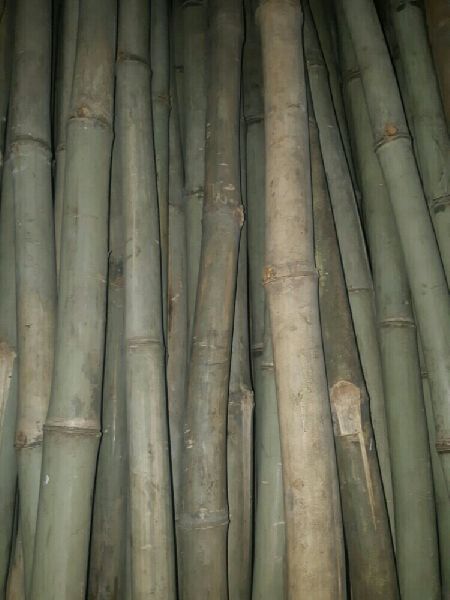 Medium size bamboo poles