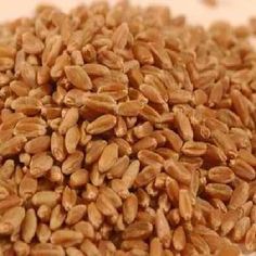 Organic Hard Red Wheat Seeds, Purity : 99%