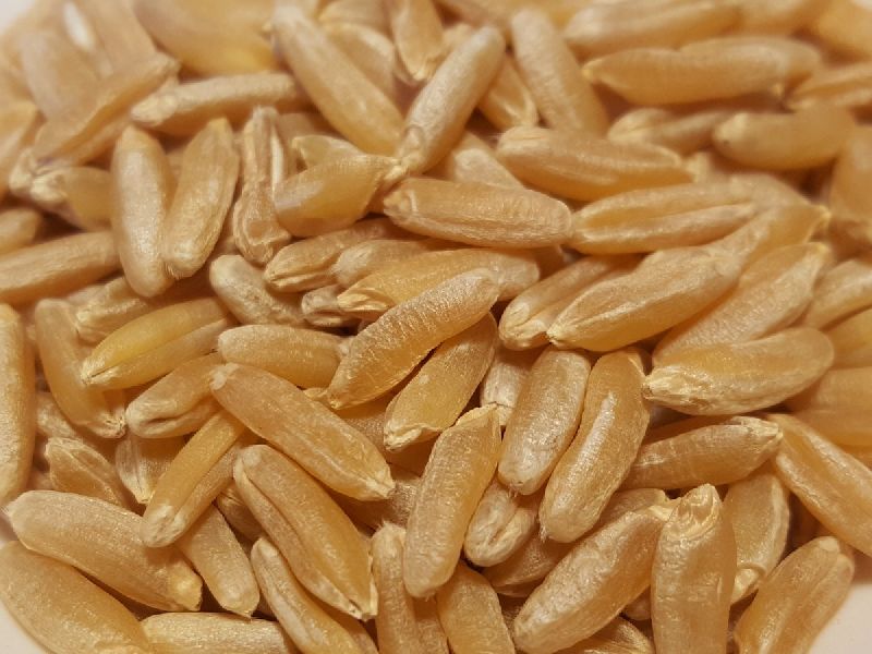 Common Organic Wheat Seeds, Purity : 99%