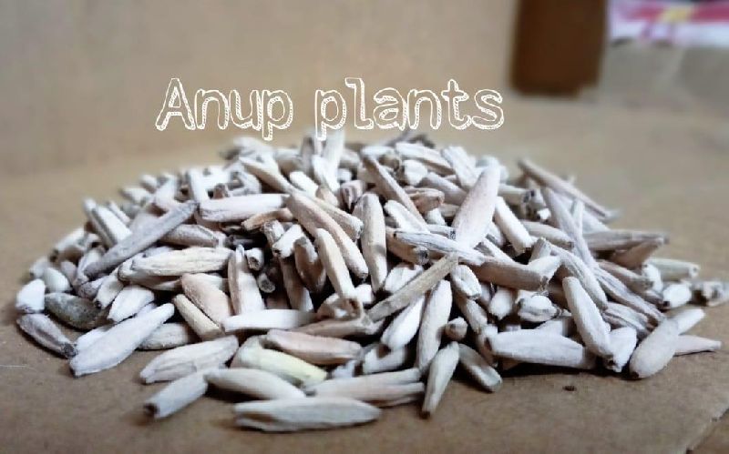 Adenium Seeds, Feature : Freshness, Non Harmful