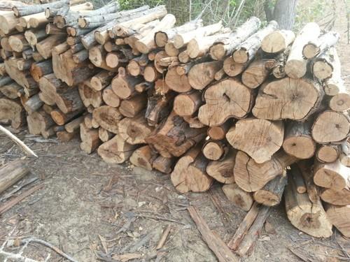 Round Casuarina Wood Logs, for Industrial Use, Making Furniture, Length : 5-10Ft