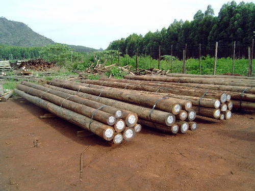 Round Eucalyptus Wood Logs, for Boats, Making Furniture, Feature : High Strength, Termite Proof