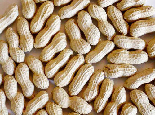 Organic Shelled Groundnut, for Cooking, Oil Extraction, Style : Kernels
