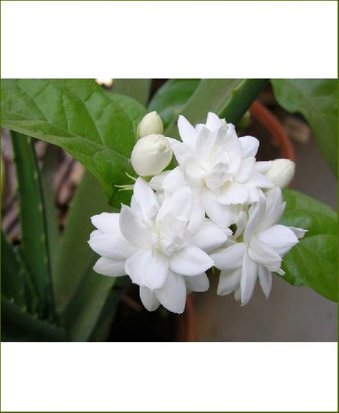 Arabian Jasmine Flower, for Decorative, Vase Displays, Color : White