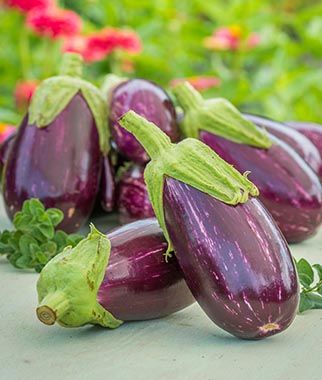 Fresh Eggplant