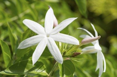 Jasmine Flower, for Decorative, Vase Displays, Color : White