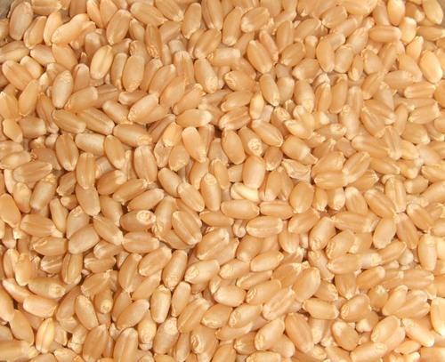 Organic Wheat Seeds, Purity : 99.9%