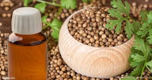Common Coriander Oil, for Medicine, Cooking, Purity : 99%