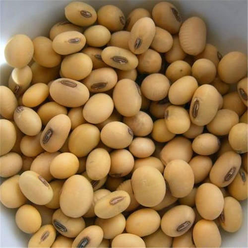 Common Soya Bean, for Cooking, Making Protein Powder, Oil Extraction, Packaging Type : Ganny Bag, Jute Bag